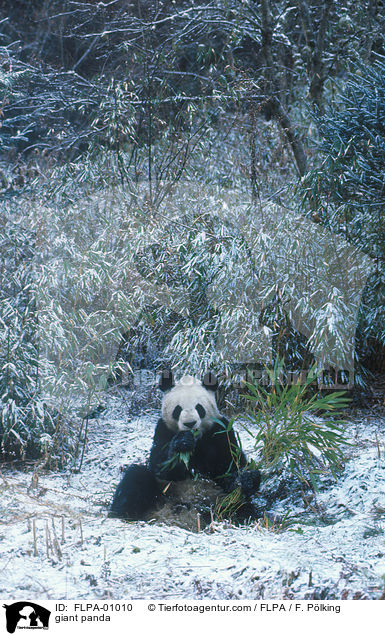 giant panda / FLPA-01010