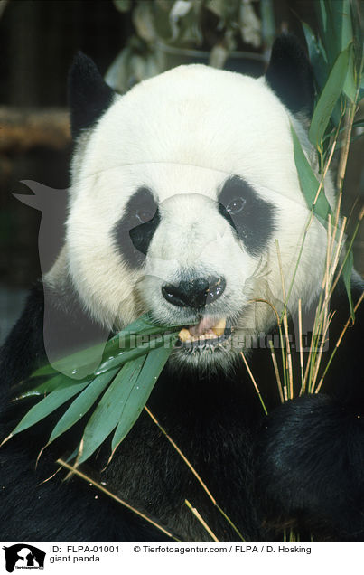 giant panda / FLPA-01001