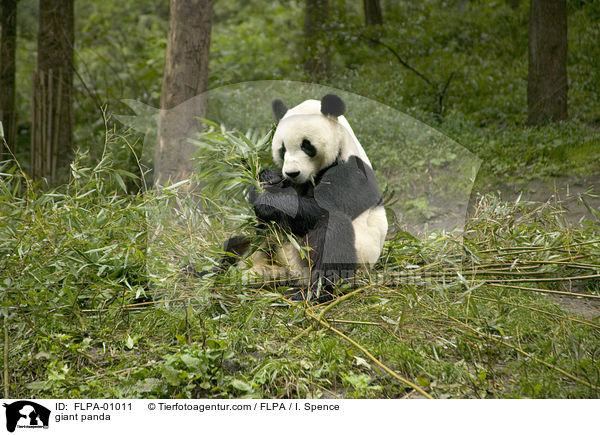 giant panda / FLPA-01011