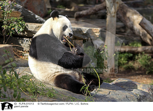 giant panda / FLPA-01013