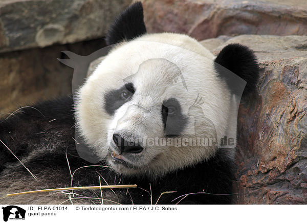 giant panda / FLPA-01014