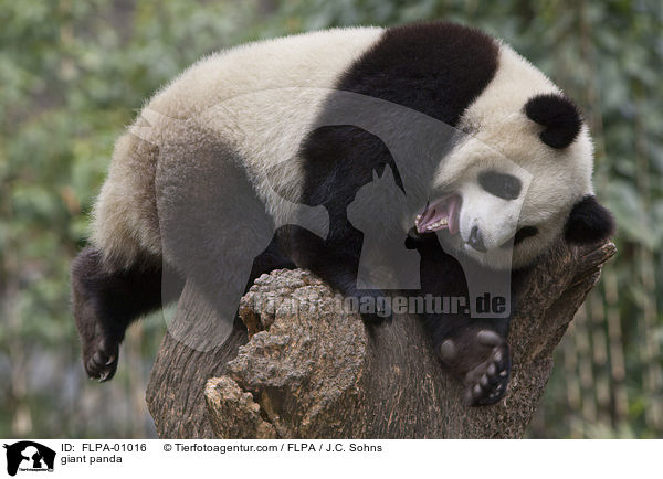 giant panda / FLPA-01016