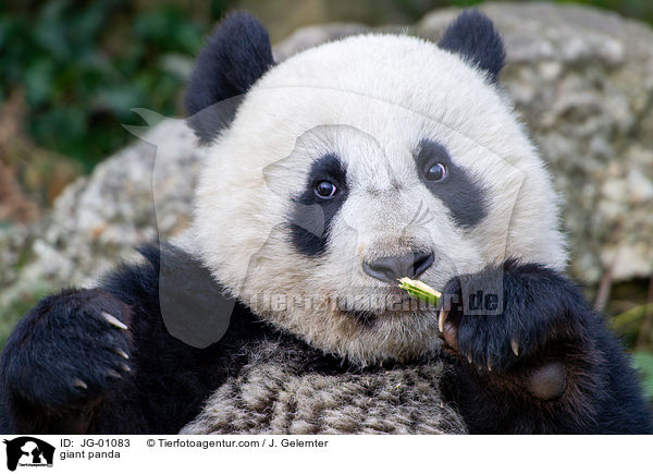 Groer Panda / giant panda / JG-01083