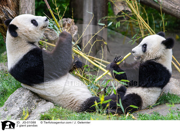 2 Groe Pandas / 2 giant pandas / JG-01088