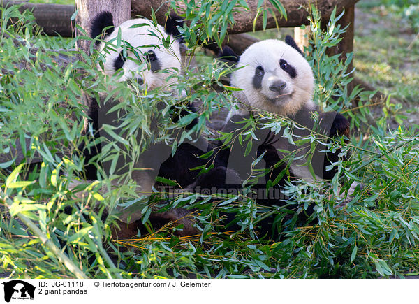 2 Groe Pandas / 2 giant pandas / JG-01118