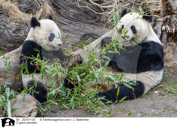 2 Groe Pandas / 2 giant pandas / JG-01133