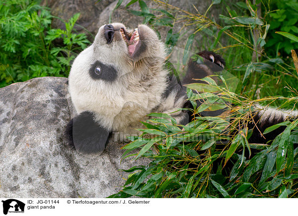 Groer Panda / giant panda / JG-01144