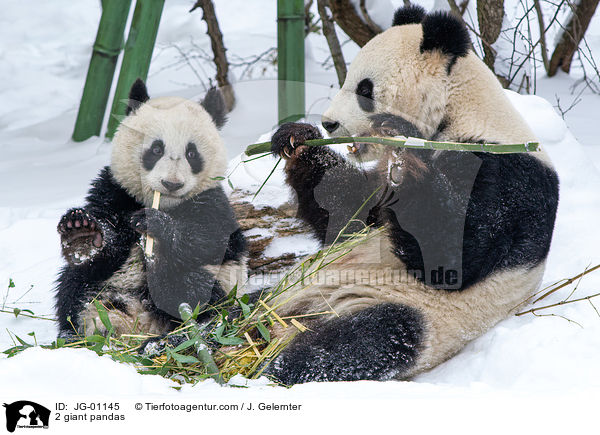 2 Groe Pandas / 2 giant pandas / JG-01145