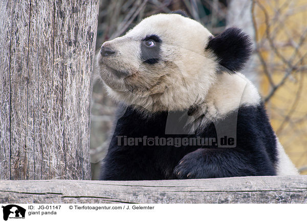 giant panda / JG-01147