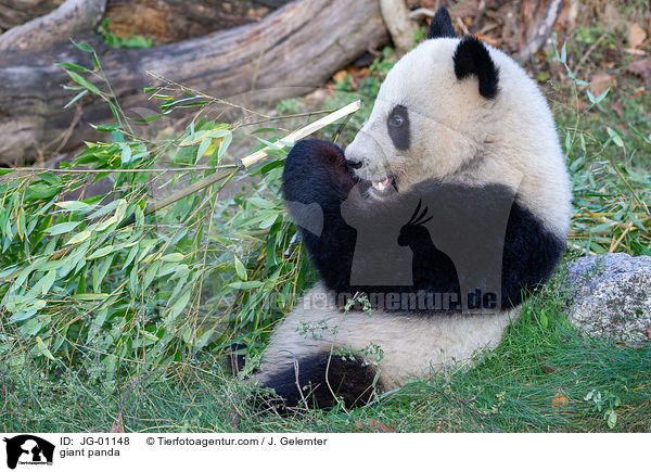 Groer Panda / giant panda / JG-01148
