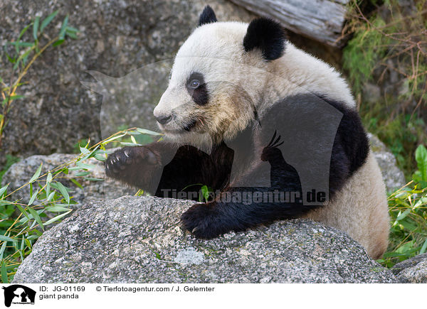 giant panda / JG-01169