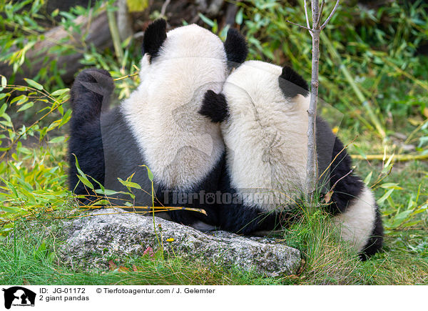 2 Groe Pandas / 2 giant pandas / JG-01172