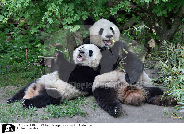 2 Groe Pandas / 2 giant pandas / JG-01187