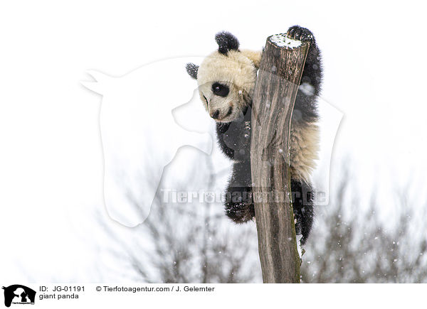 Groer Panda / giant panda / JG-01191
