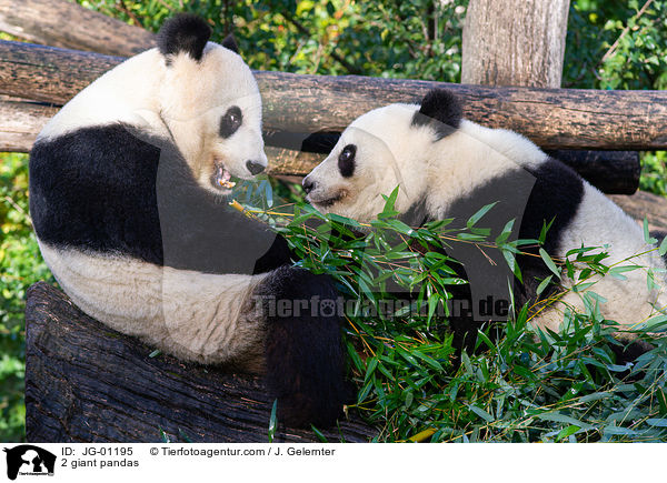 2 Groe Pandas / 2 giant pandas / JG-01195
