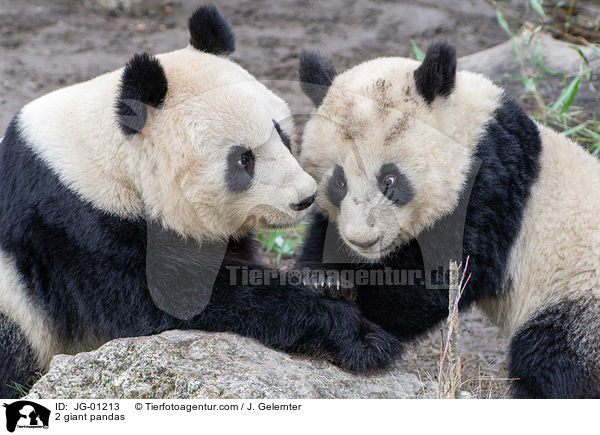 2 giant pandas / JG-01213