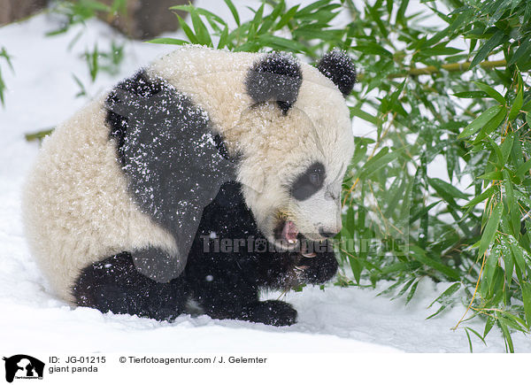 giant panda / JG-01215