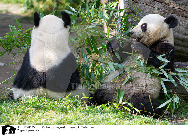 2 Groe Pandas / 2 giant pandas / JG-01220