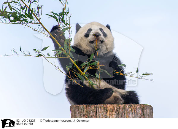 Groer Panda / giant panda / JG-01227