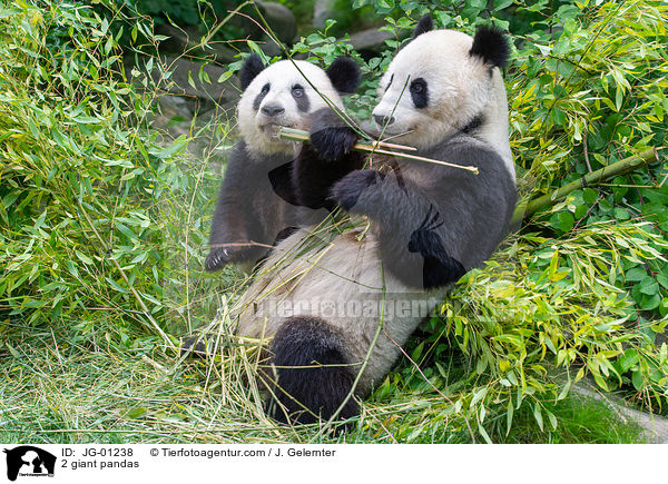 2 giant pandas / JG-01238