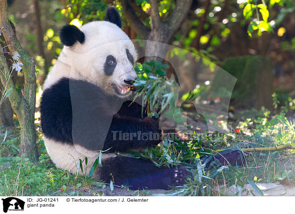 giant panda / JG-01241