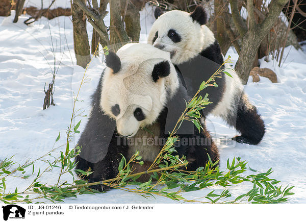 2 giant pandas / JG-01246