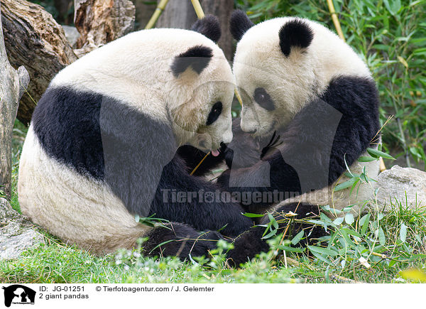 2 Groe Pandas / 2 giant pandas / JG-01251