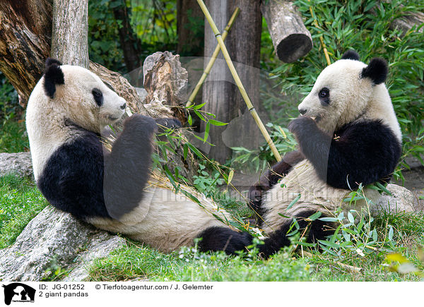 2 Groe Pandas / 2 giant pandas / JG-01252