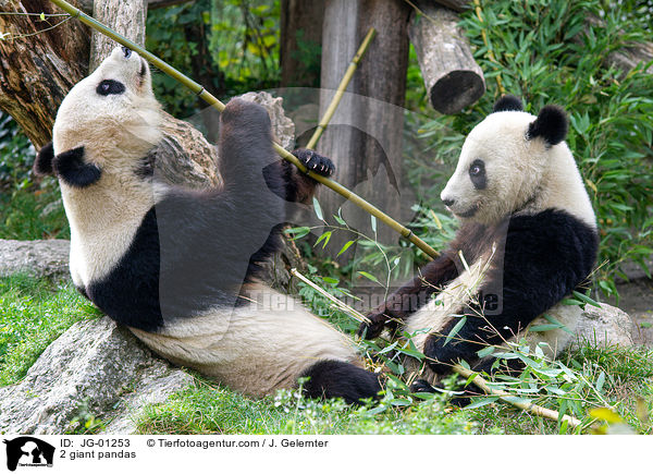 2 Groe Pandas / 2 giant pandas / JG-01253