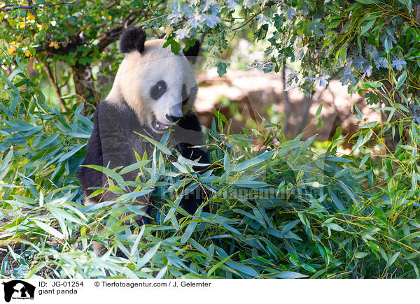 giant panda / JG-01254