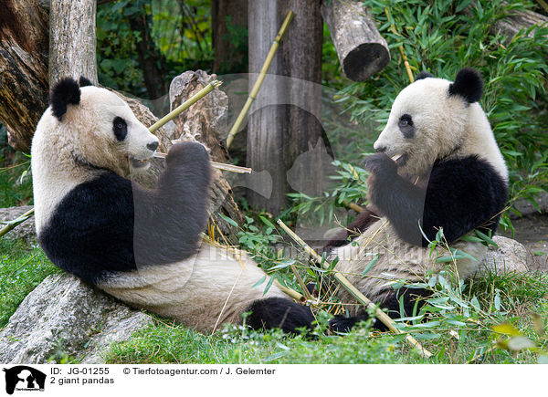 2 giant pandas / JG-01255