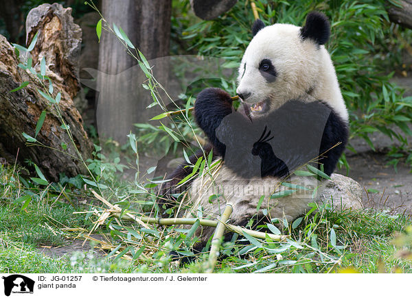 Groer Panda / giant panda / JG-01257