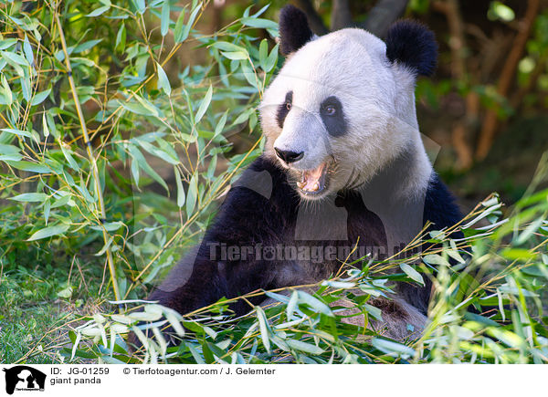 giant panda / JG-01259