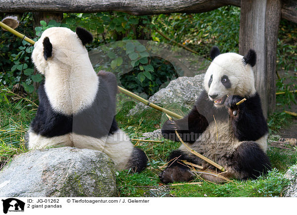 2 Groe Pandas / 2 giant pandas / JG-01262