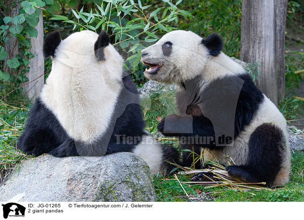 2 Groe Pandas / 2 giant pandas / JG-01265