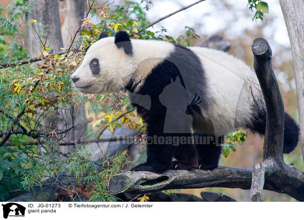 Groer Panda / giant panda / JG-01273