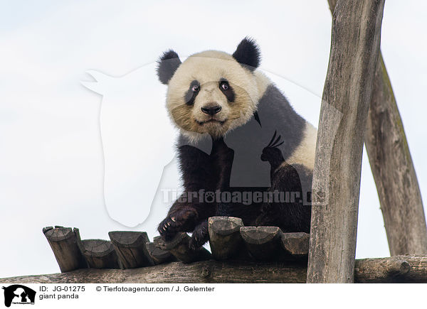giant panda / JG-01275
