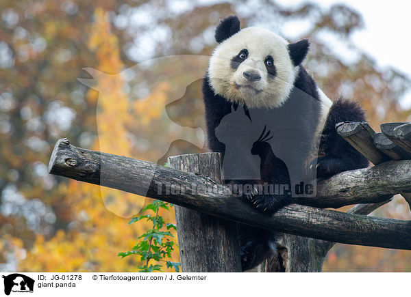 Groer Panda / giant panda / JG-01278