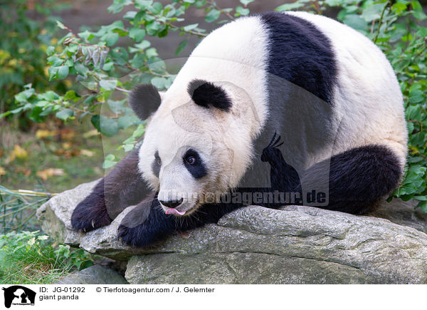 giant panda / JG-01292