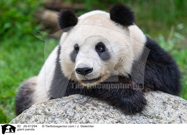 Groer Panda / giant panda / JG-01294