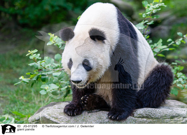 giant panda / JG-01295