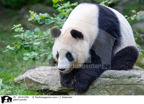 giant panda / JG-01296