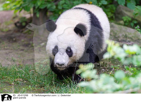 giant panda / JG-01299