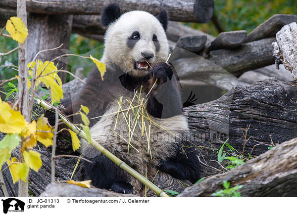 Groer Panda / giant panda / JG-01313