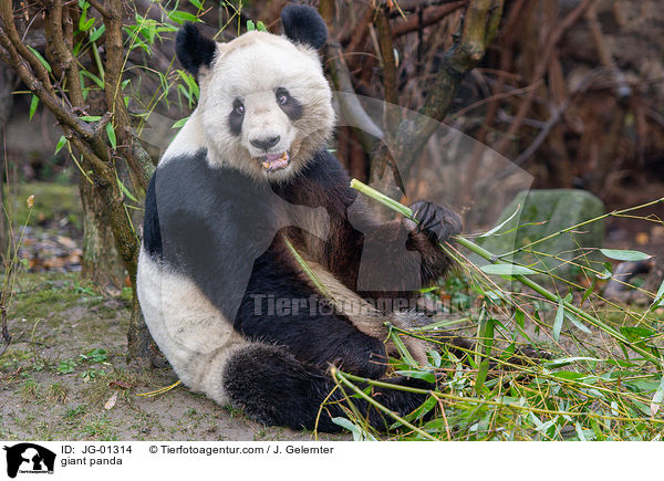 giant panda / JG-01314