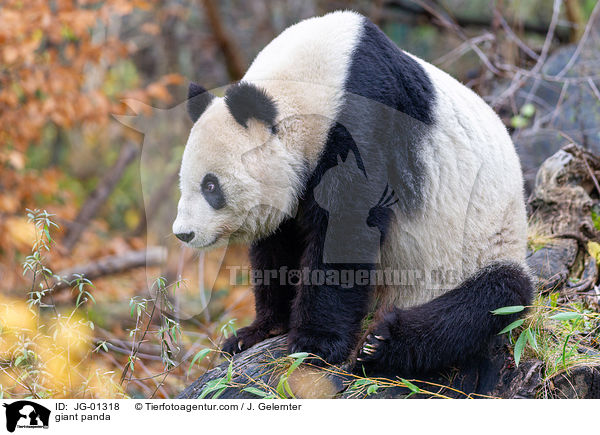 Groer Panda / giant panda / JG-01318