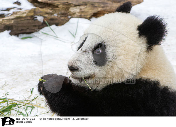 giant panda / JG-01322