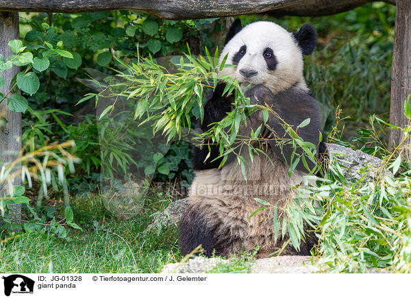Groer Panda / giant panda / JG-01328