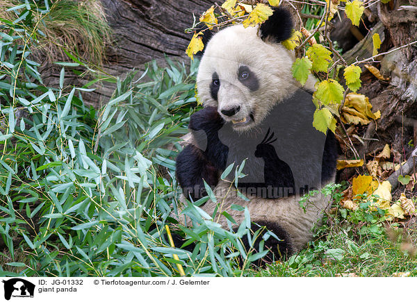 Groer Panda / giant panda / JG-01332