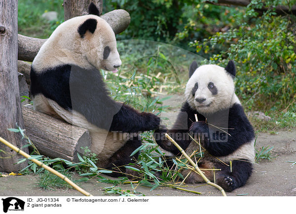 2 Groe Pandas / 2 giant pandas / JG-01334